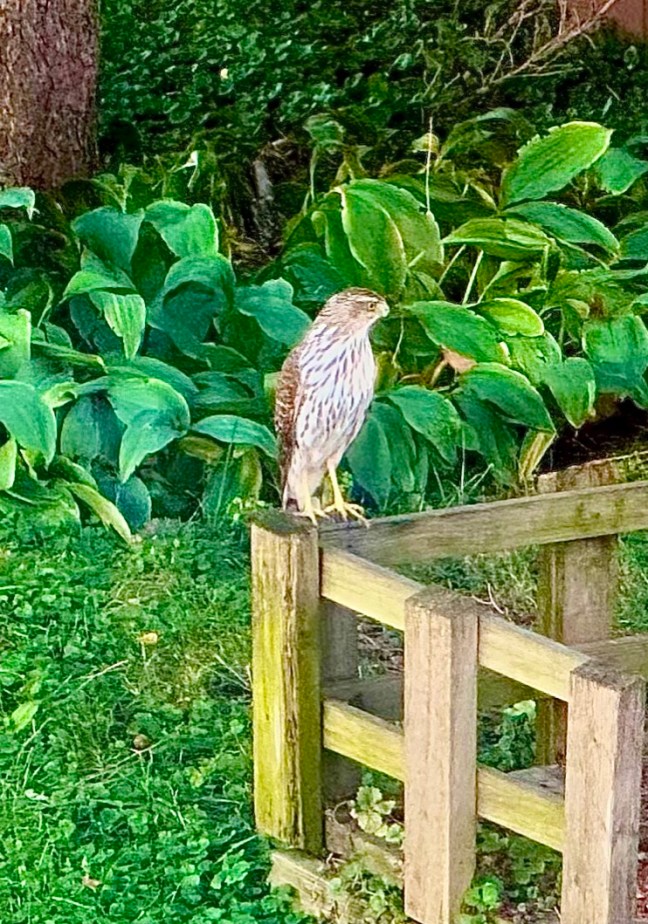 4A90411D-B8C5-43D2-A8E1-6D04B51439BB_1_105_c