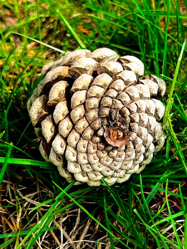 BE2C9946-8A3D-41D7-A2A3-96637333275C_1_105_c