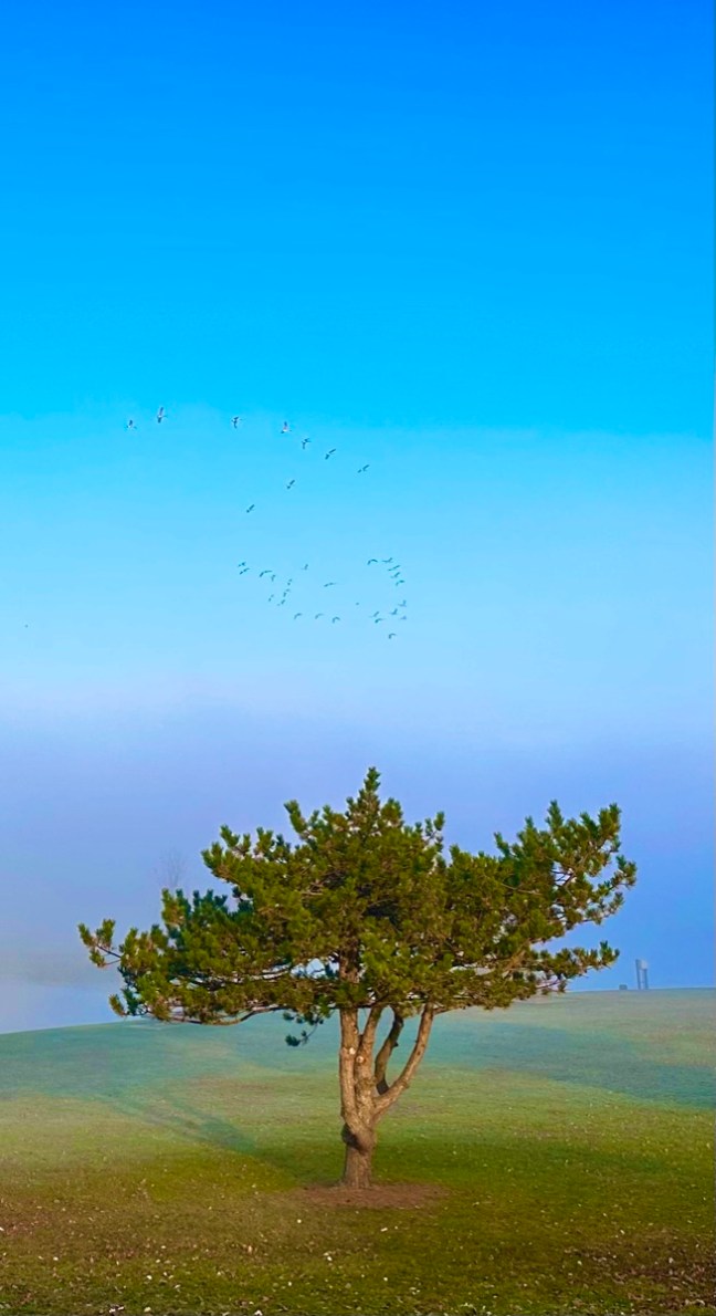 DD6E2CF2-82A6-40CB-B083-C5D8CA14EE41_1_105_c