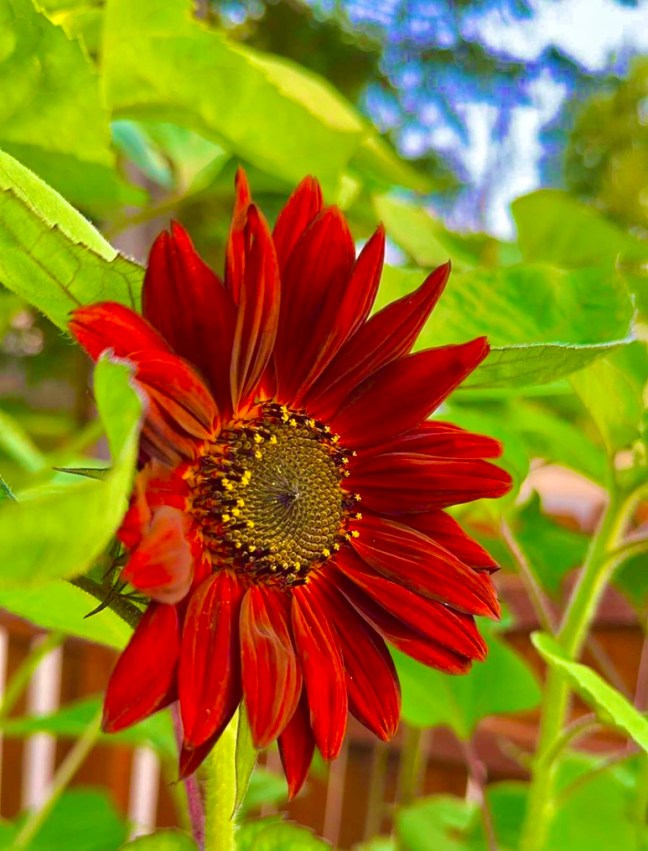 EE0886F9-4C94-430E-93F8-2118F9DB8D1D_1_105_c