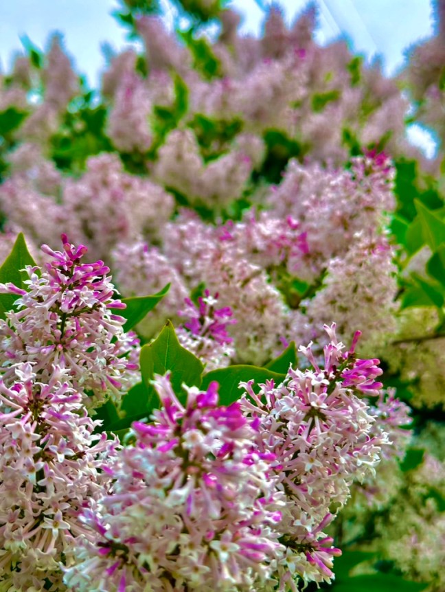 BCEF2B11-CD5F-4481-9EAD-AF051182A944_1_105_c