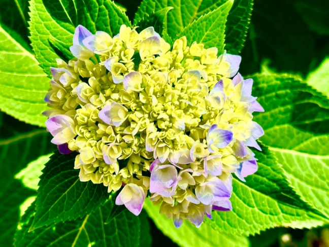 C7486698-3027-461C-9C8A-3776E0B84646_1_105_c