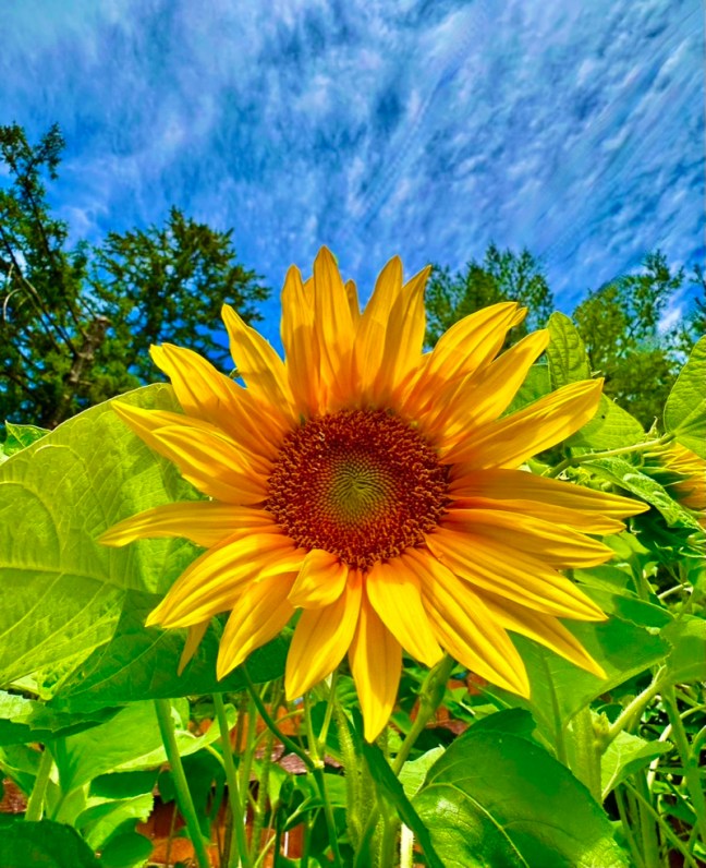 E16FE381-2C52-4543-9252-A25B1F31E33B_1_105_c